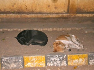 Stray dogs sleeping in the streets of Bangalore